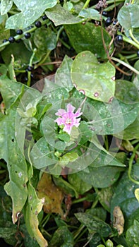 Four O`clock flower, Marvel of peru, Mirabilis Jalapa.