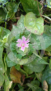 Four O`clock flower, Marvel of peru, Mirabilis Jalapa.