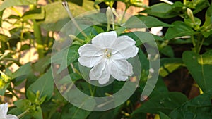 Four O`clock flower, Marvel of peru, Mirabilis Jalapa.