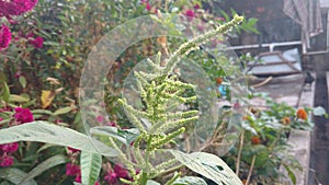 Four O`clock flower, Marvel of peru, Mirabilis Jalapa.