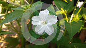 Four O`clock flower, Marvel of peru, Mirabilis Jalapa.