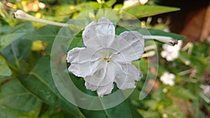 Four O`clock flower, Marvel of peru, Mirabilis Jalapa.