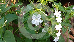 Four O`clock flower, Marvel of peru, Mirabilis Jalapa.