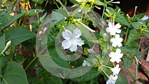 Four O`clock flower, Marvel of peru, Mirabilis Jalapa.