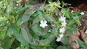 Four O`clock flower, Marvel of peru, Mirabilis Jalapa.