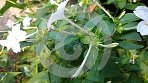 Four O`clock flower, Marvel of peru, Mirabilis Jalapa.