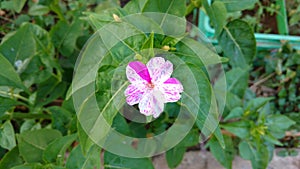 Four O`clock flower,mirabilis jalapa or marvel of peru