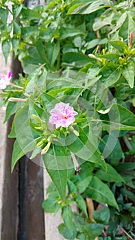 Four O`clock flower,mirabilis jalapa or marvel of peru