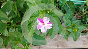 Four O`clock flower,mirabilis jalapa or marvel of peru