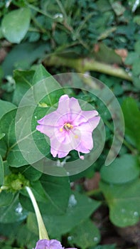 Four O`clock flower,mirabilis jalapa or marvel of peru