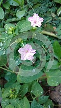 Four O`clock flower,mirabilis jalapa or marvel of peru