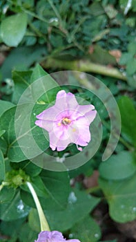 Four O`clock flower,mirabilis jalapa or marvel of peru