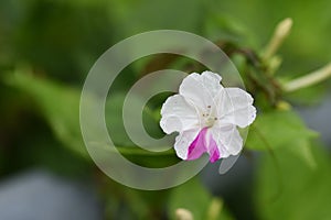 Four o`clock flowers