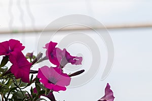 Four o`clock or marvel of peru flower Mirabilis jalapa