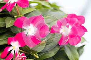 Four o`clock or marvel of peru flower Mirabilis jalapa