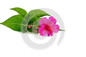 Four o`clock or Marvel of Peru flowers isolated on white background
