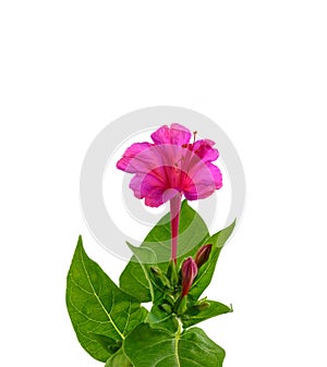 Four o`clock or Marvel of Peru flowers isolated on white background