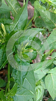 Four O`clock plant closeup, Marvel of peru, Mirabilis Jalapa.