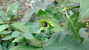 Four O`clock seed closeup, Marvel of peru, Mirabilis Jalapa.