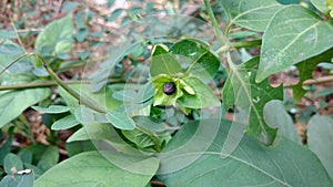 Four O`clock seed closeup, Marvel of peru, Mirabilis Jalapa.