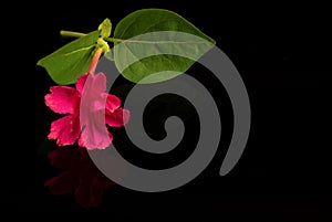 Four o`clocks or Mirabilis jalapa flower isolated on black background