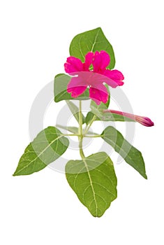 Four o`clocks or Mirabilis jalapa flower isolated on white background