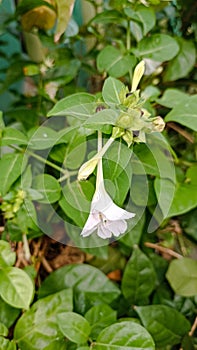 four oclock flower blossom at the garden in summer time