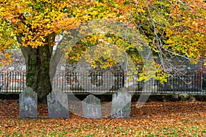 Four old headstones under an old oak tree in autumn or fall surrounded by brown leaves