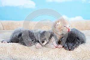 four one week old kittens eyes still mostly closed laying together photo