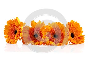 Four orange Gerber flowers