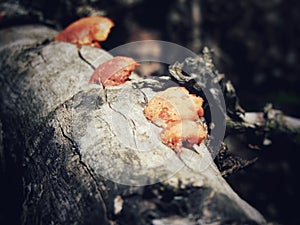 Four orange mushrooms on a log