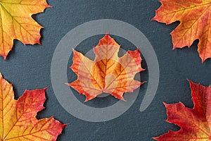 Four orange and yellow maple leaves on corners of a gray slate tile, as a fall nature background