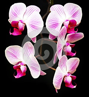 Four Orchids