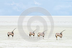 Four oryx looking back at the herd