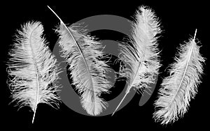 Four ostrich feathers