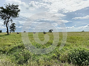 Four ostriches in the distance, Serengeti photo