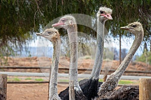 Four ostriches in South Africa