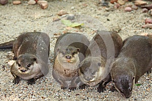 Four Otters