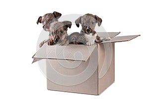Four outbred puppies in a cardboard box on a white background