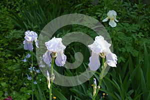 Four pale violet flowers of irises in the garden in May