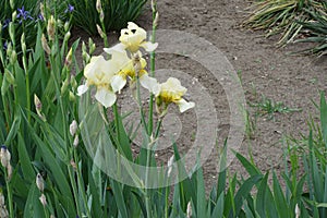 Four pale yellow flowers of irises