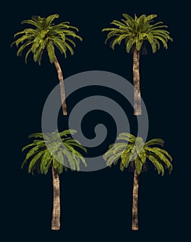 Four Palm Trees 3d CG