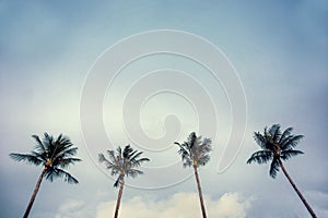 Four palm trees against blue sky