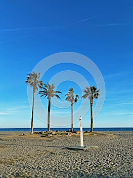 Four palm trees on Alamos Beach in Torremolinos, Spain