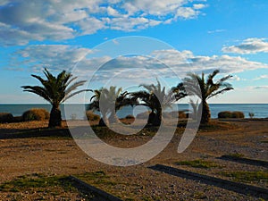 Four palm trees on the beach