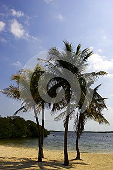 Four palm trees on a beach