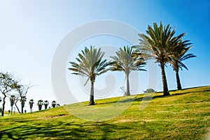 Four palm trees on a hill in the park Israel. Recreation area, recreation, urban space, nature