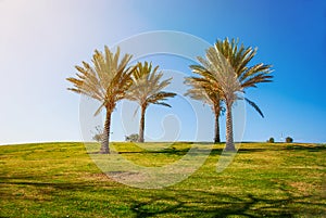 Four palm trees on a hill in the park Israel. Recreation area, recreation, urban space, nature