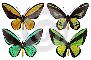 Four papilio