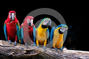 Four parrots on branch
